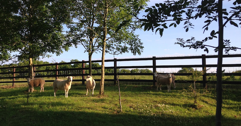 E Reynolds Fencing
